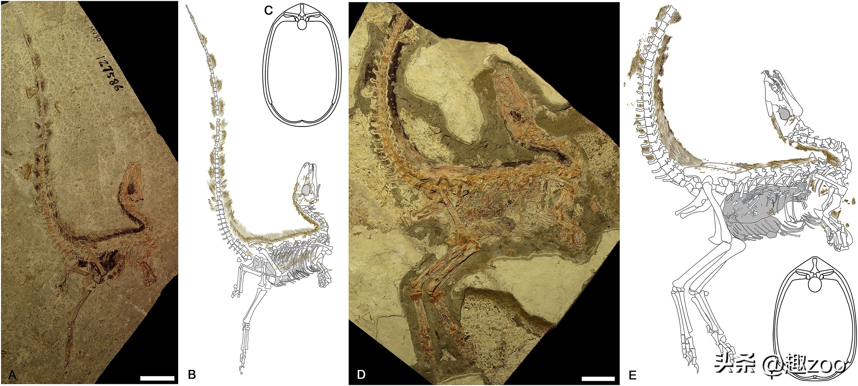世界上有哪些著名的恐龙化石,世界十大恐龙巨龙排名