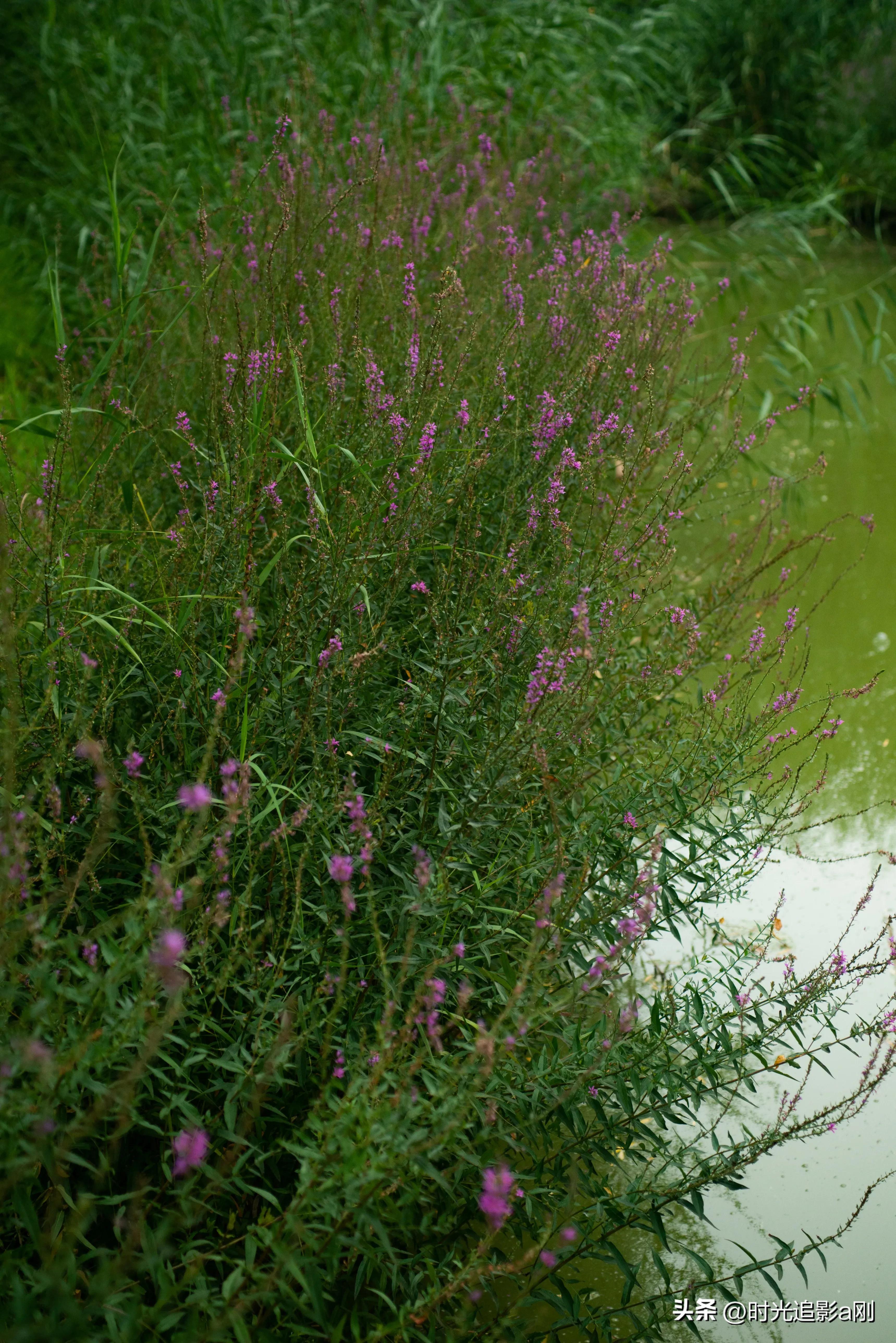 秋日时光音乐会花絮,秋日傍晚公园的美景