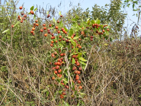 盘点农村常见的几种野果子,常见的21种野果子