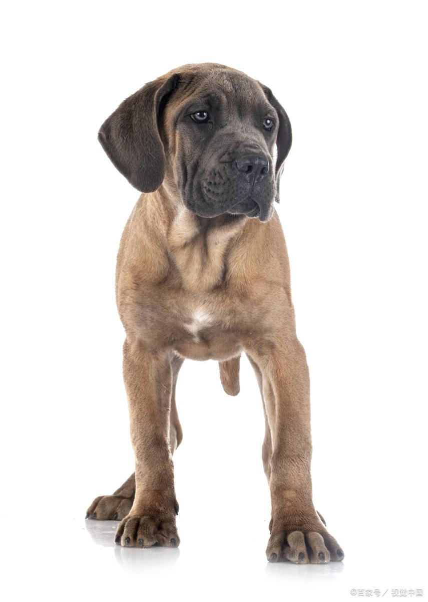 购买狗狗的几种方式，建议收藏防止被骗