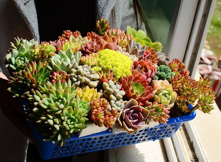 多肉植物存活率多少合适,网购的多肉怎么样快速养好根