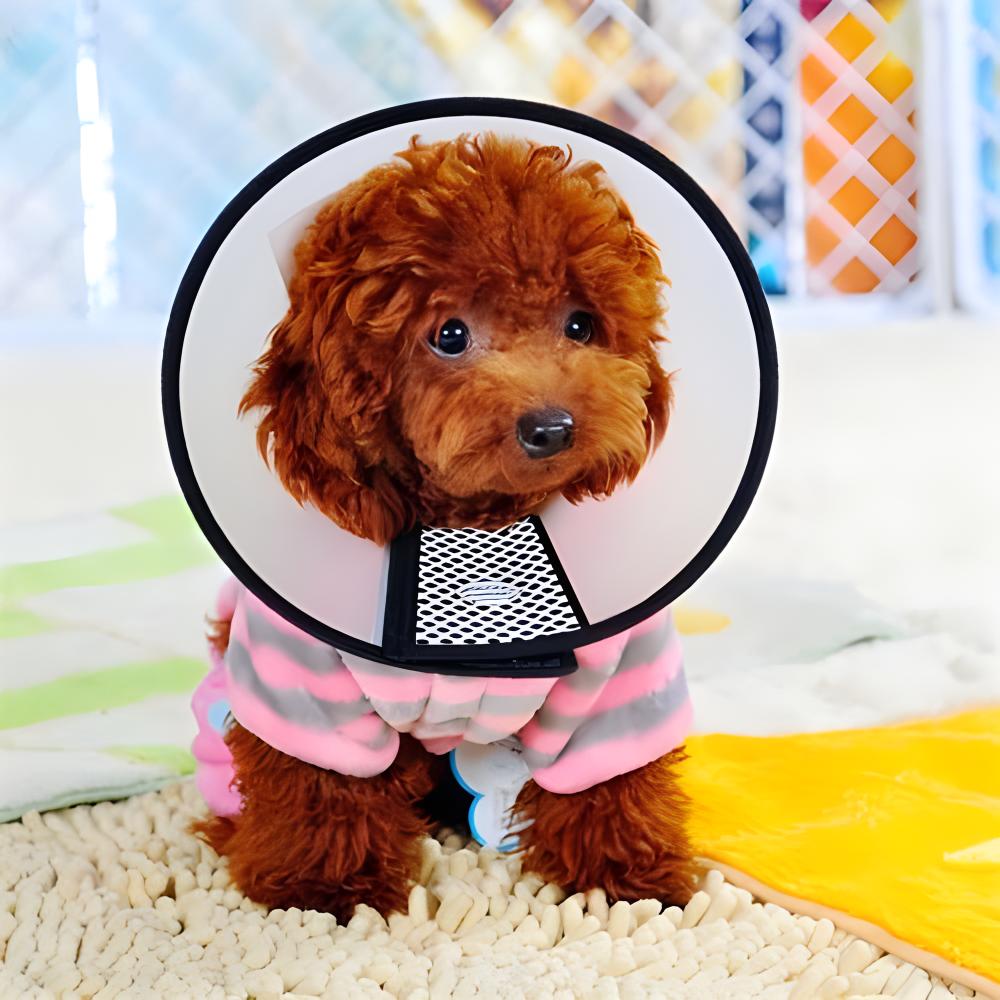 宠物沐浴露过期了能给猫用吗,宠物洗澡沐浴露过期了还可以用吗