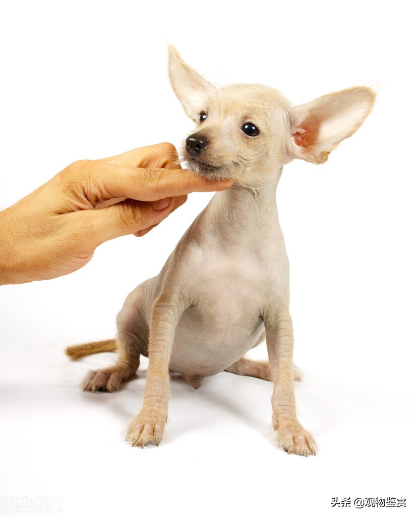 给狗狗立耳怎么立的,有什么办法可以帮助狗狗立耳