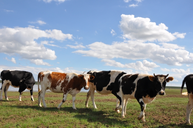 挤压豌豆作为有机高山农场奶牛饲料，为奶牛提供大豆蛋白是否可行