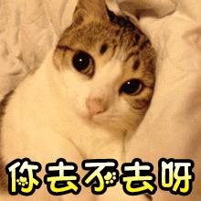 养猫不能不知道的这几件事,养猫最经常遇到的16个问题详解