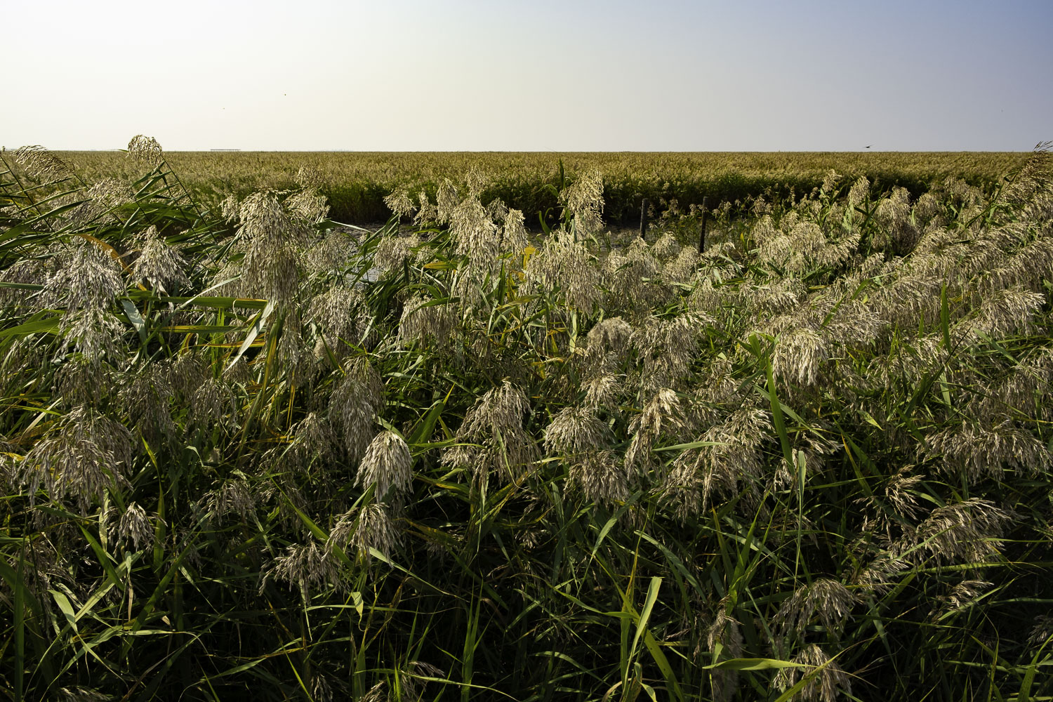 盘锦红海滩三角洲入口,沈阳自驾盘锦红海滩