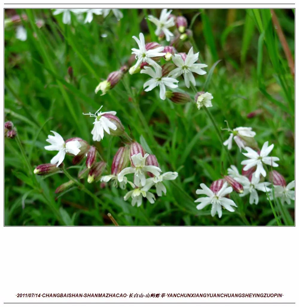 长白山蚂蚱草,第一次见奇怪的草