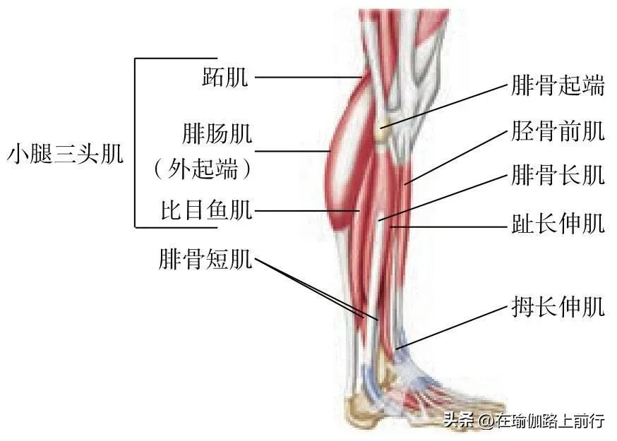 拉伸小腿肌肉的图片,拉伸小腿肌肉