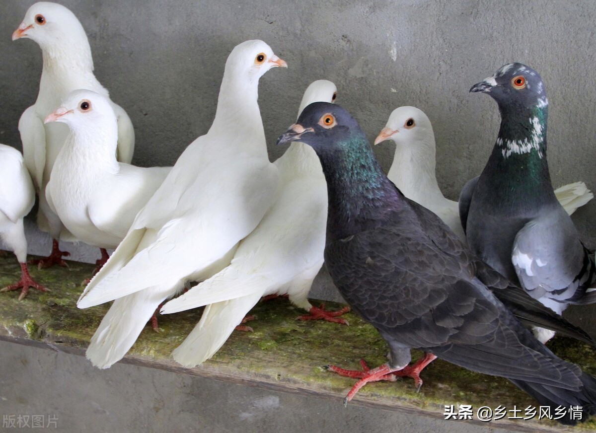 肉鸽养殖成本与利润肉鸽怎么养,10对种鸽肉鸽一年可以繁殖多少对