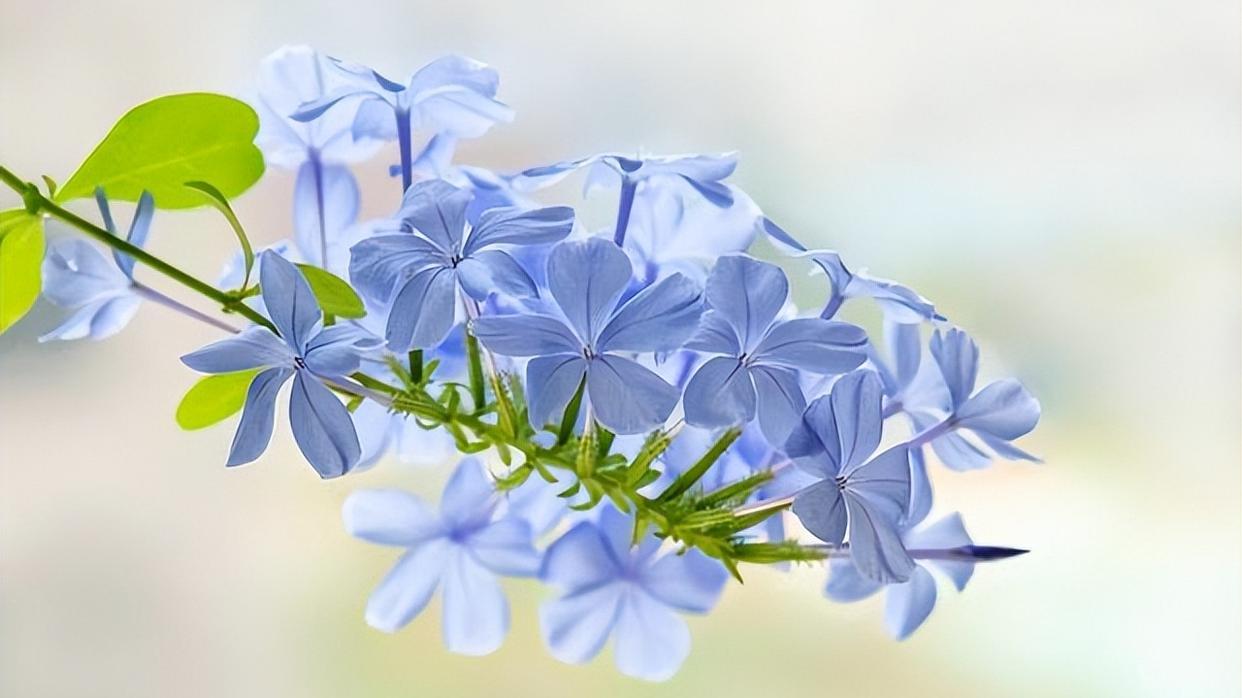 看看花市最受欢迎的6种花,这5种花再好看也别乱养