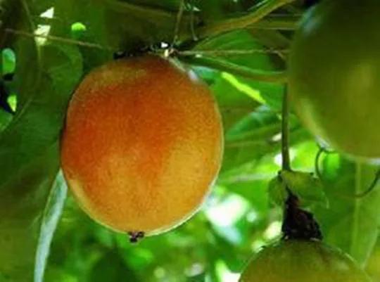 100多种罕见水果欣赏,100种罕见水果名字