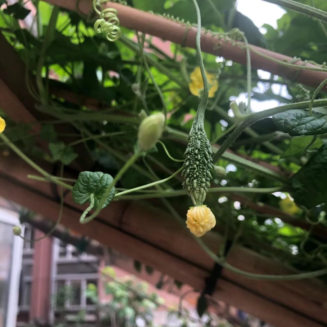 金铃子——童年趣事（82）