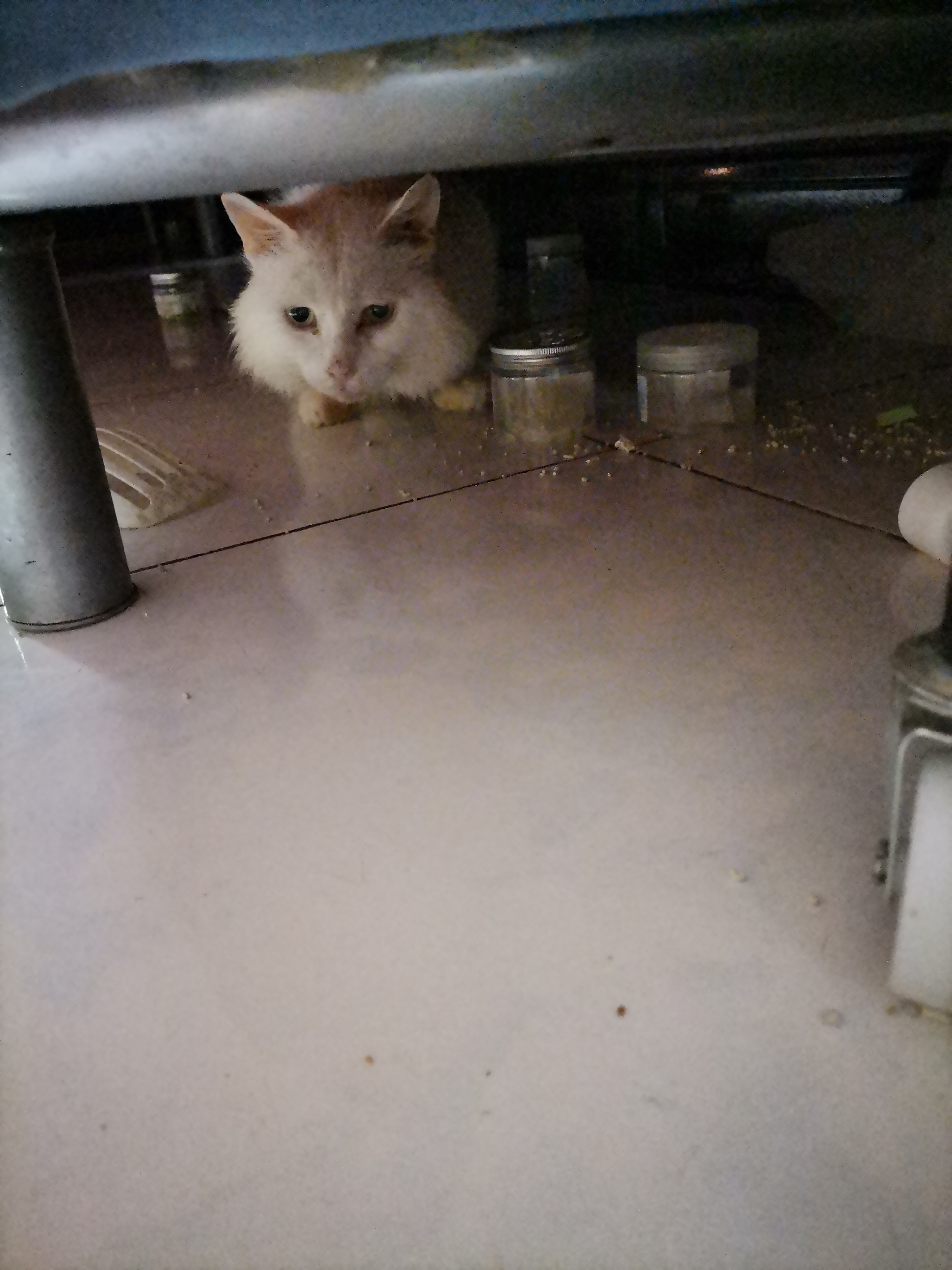 我的第二只猫咪图片,第二只猫来了第一只猫生气