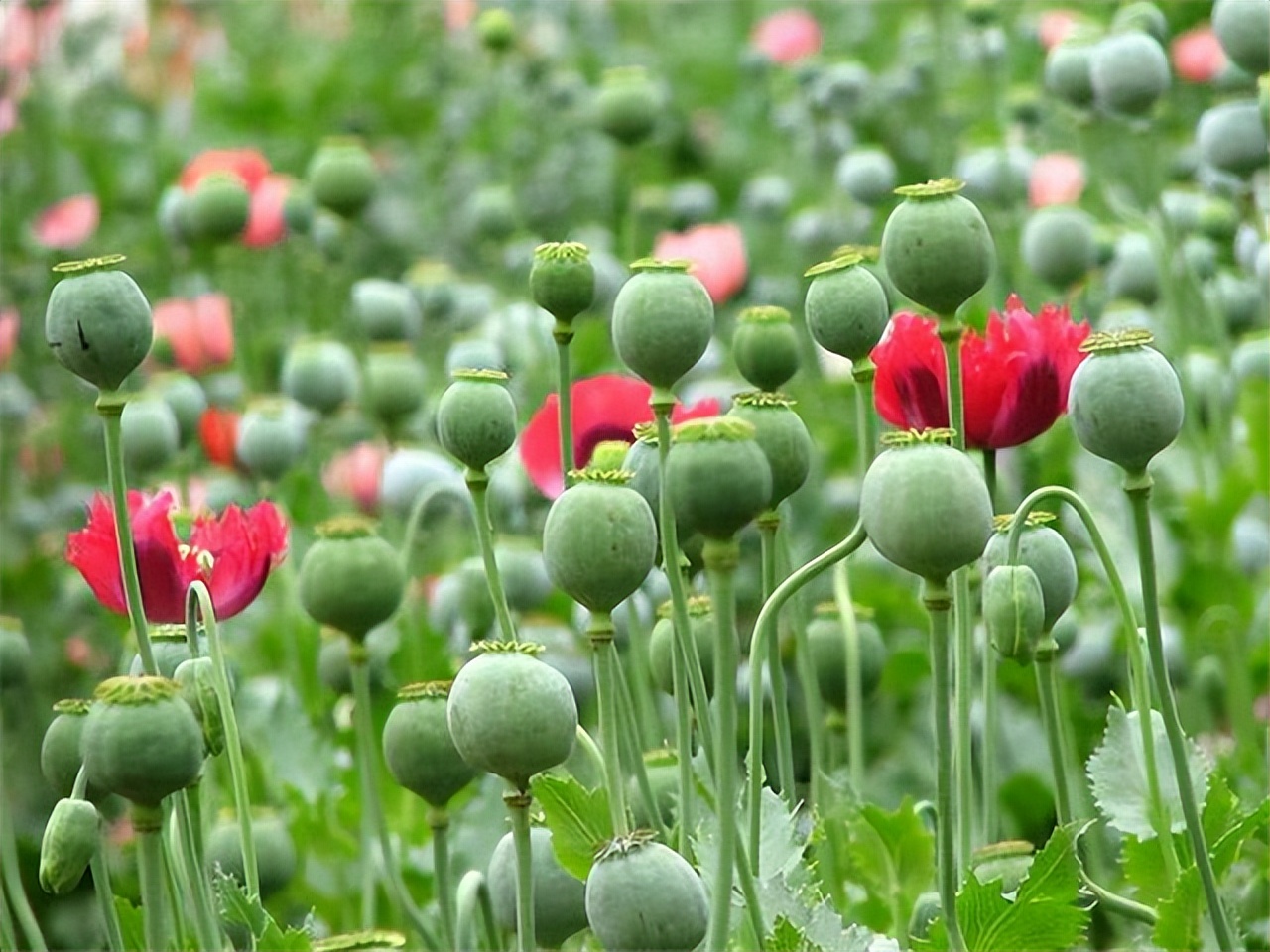 中国为何对*品毒**零容忍？数亿同胞的丧生，给了中华民族惨痛的教训