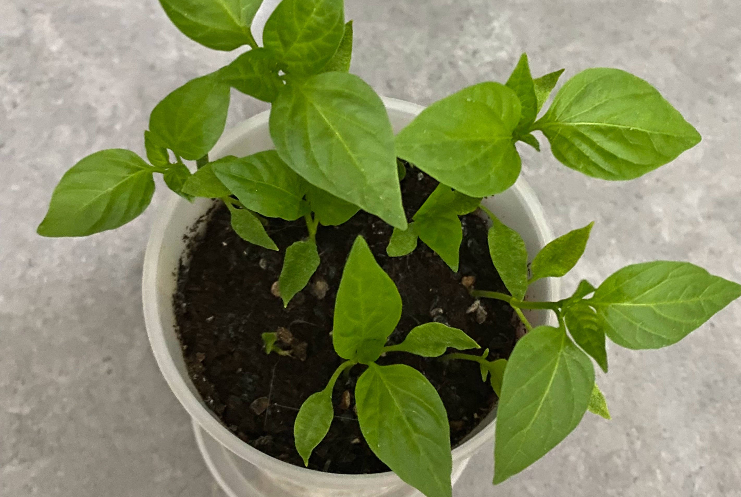 阳台种菜的方法和技巧大全集,阳台种菜的方式和技巧