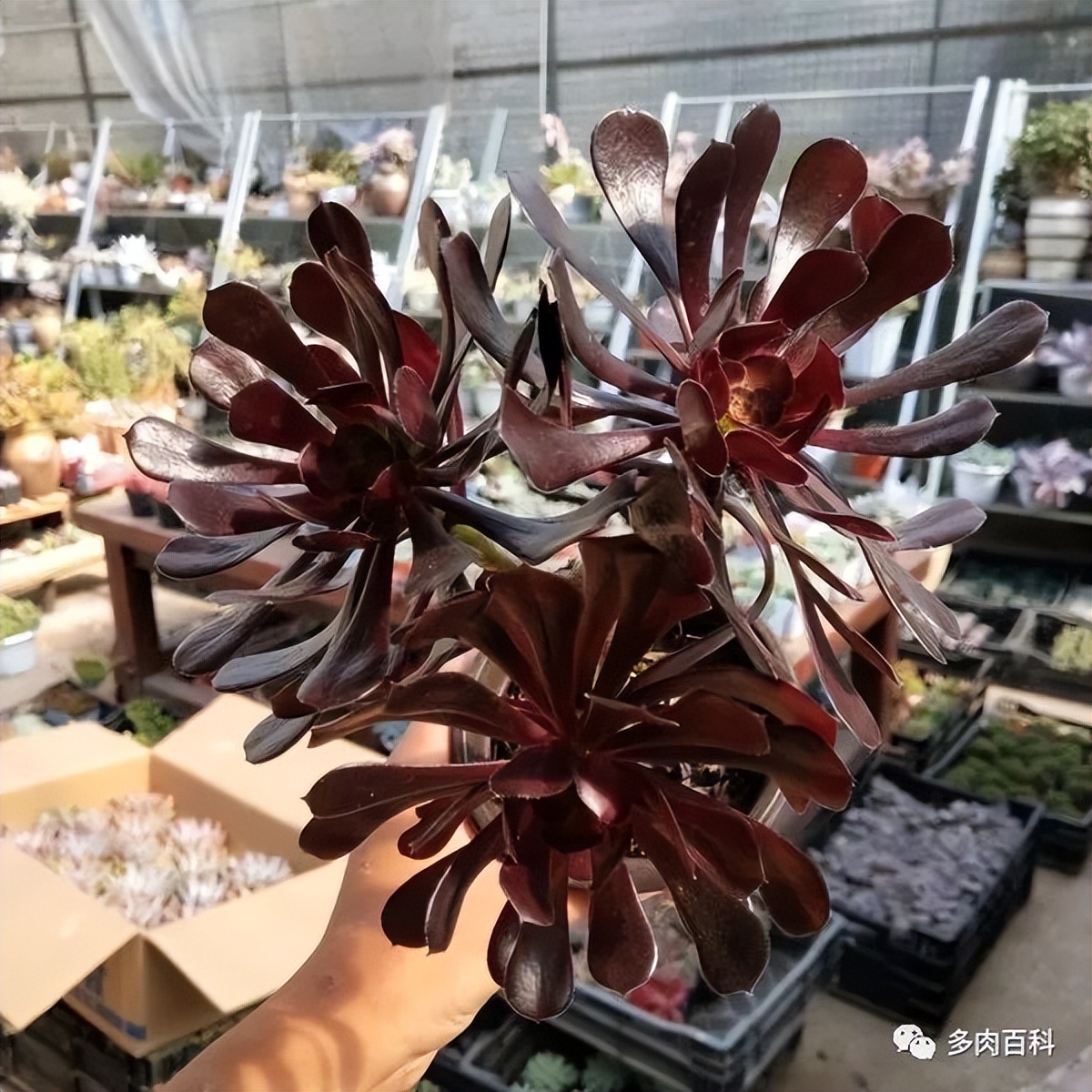 如何养护常见的多肉植物,刚入手的多肉植物怎么养护