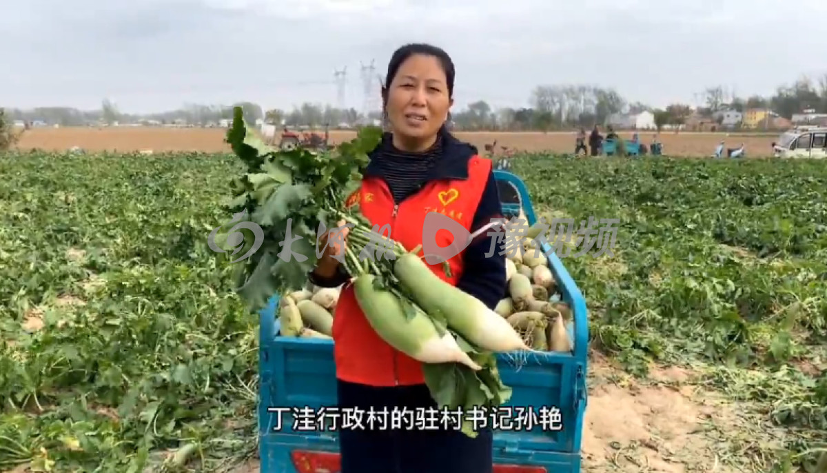 贫困户萝卜滞销案例,河南信阳萝卜滞销