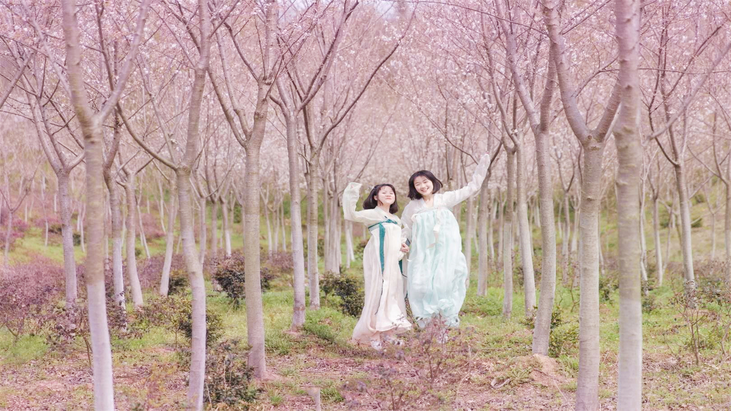 雅茶品禅味,茶烟养性灵