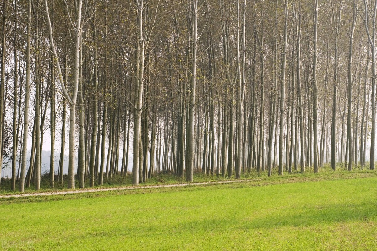 杨絮危害有哪些,漫天杨絮有危害吗