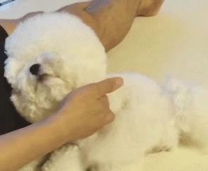 养比熊犬常见的几大坏习惯,比熊犬怎么训练独立的行为