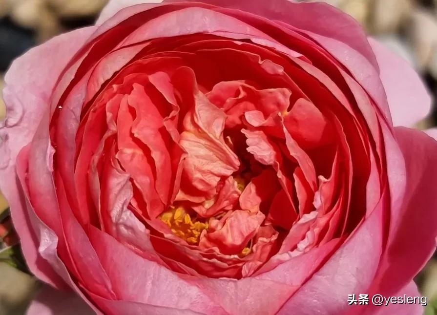 阿芒迪夏奈尔月季,阿芒迪娜夏奈尔香奈尔