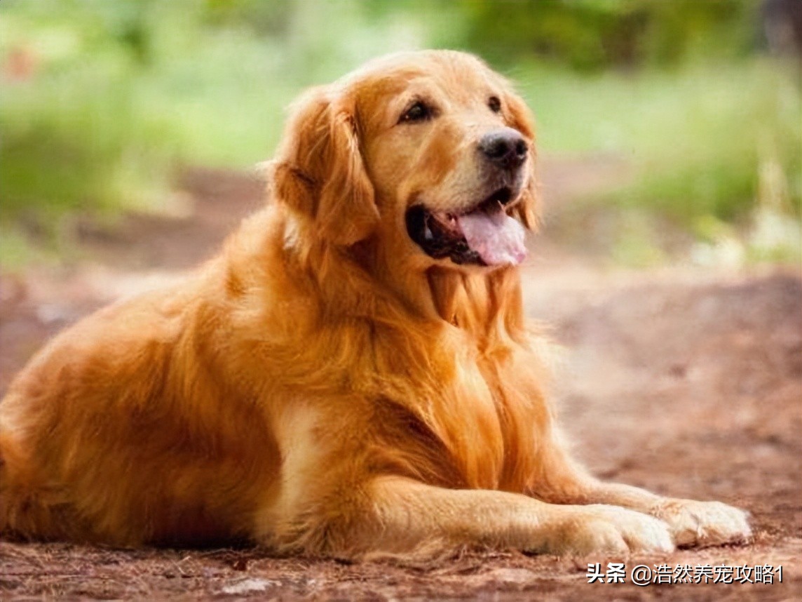 金毛犬嘴里流粘液不精神怎么回事,金毛犬嘴角总是流粘液