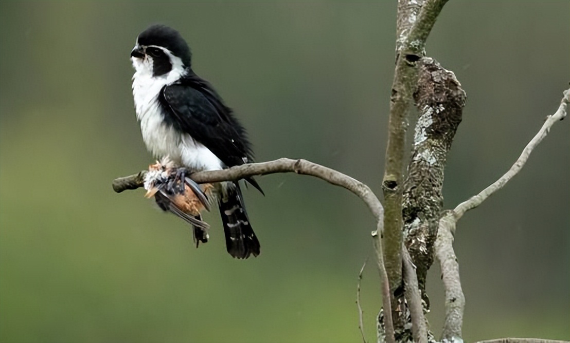 云南有红腿小隼吗,隼是不是最厉害的鸟