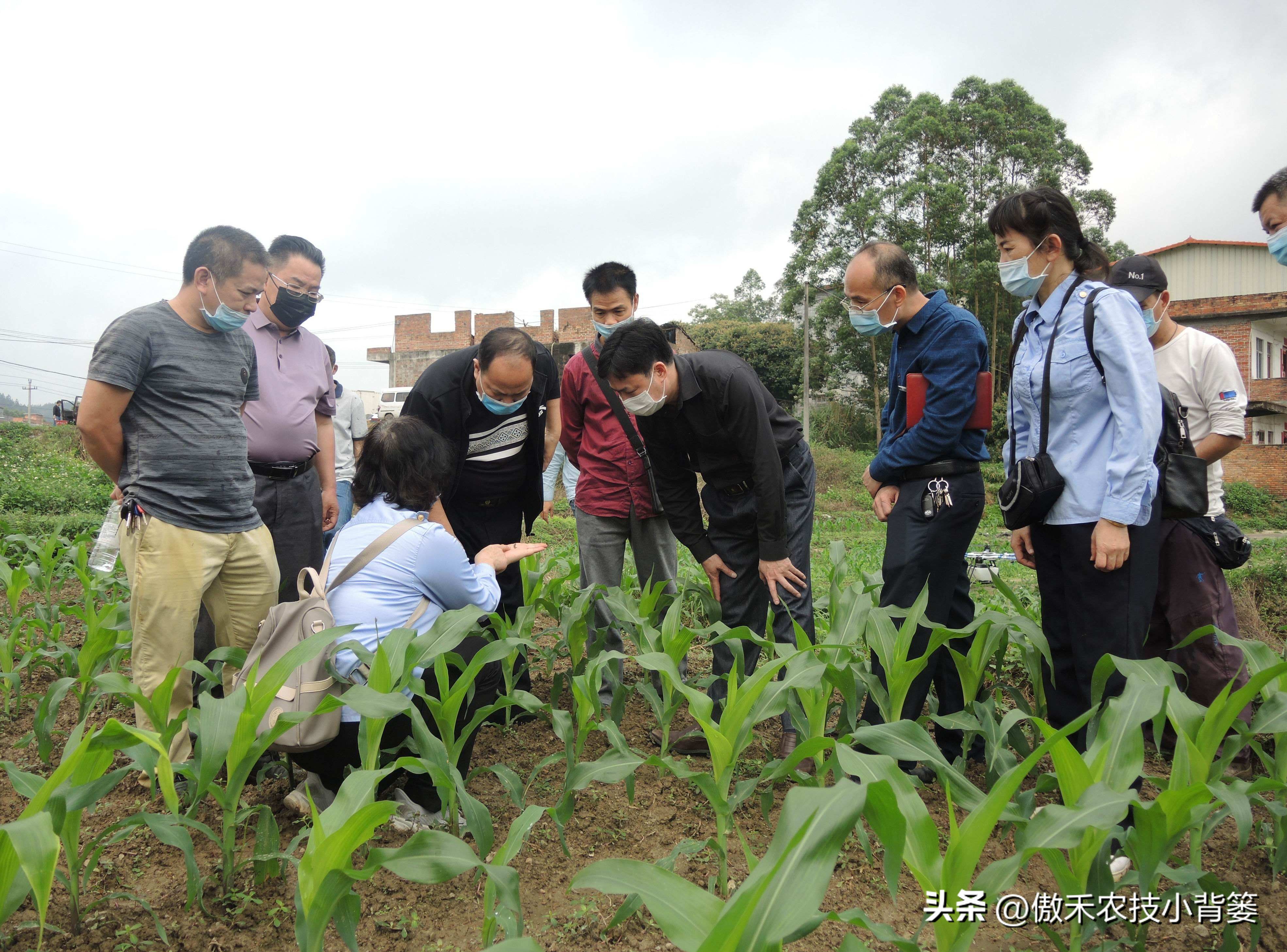 甲维盐杀虫效果变差了?学会用药技巧合理复配,杀虫效果能翻倍