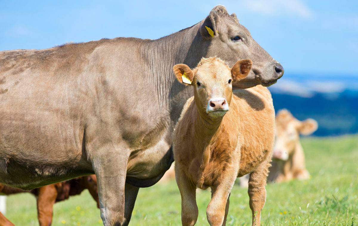牛犊粪便是球状的怎么回事,牛犊粪便浅棕色
