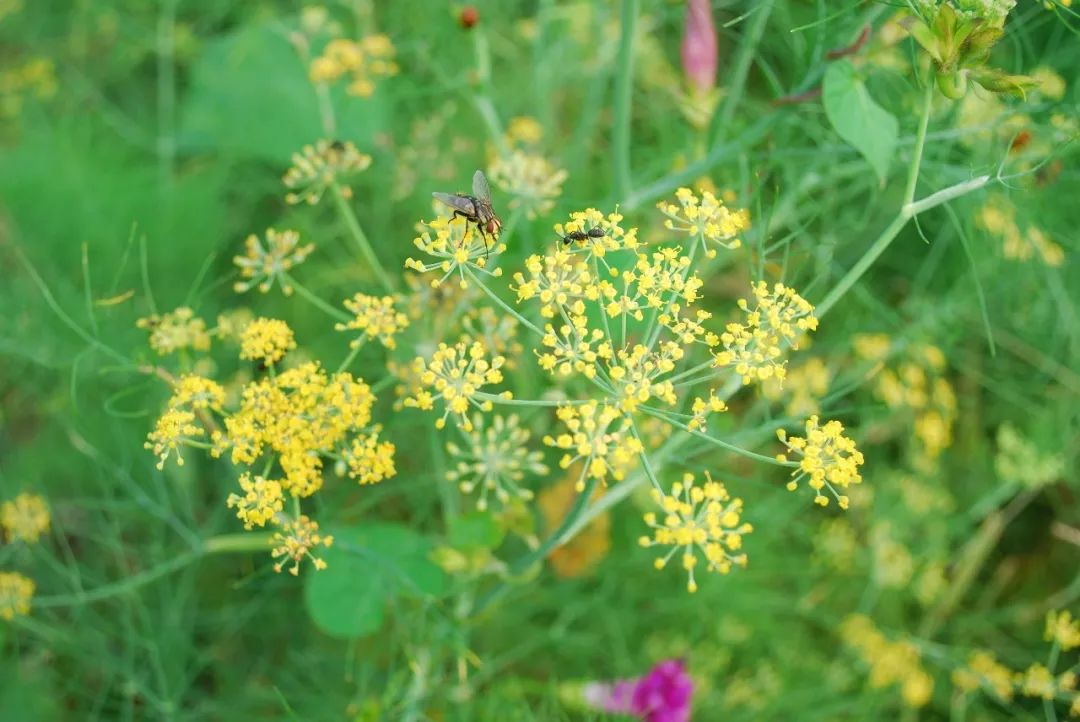 150种常见药用植物大全,150余种常见药用植物花期组图