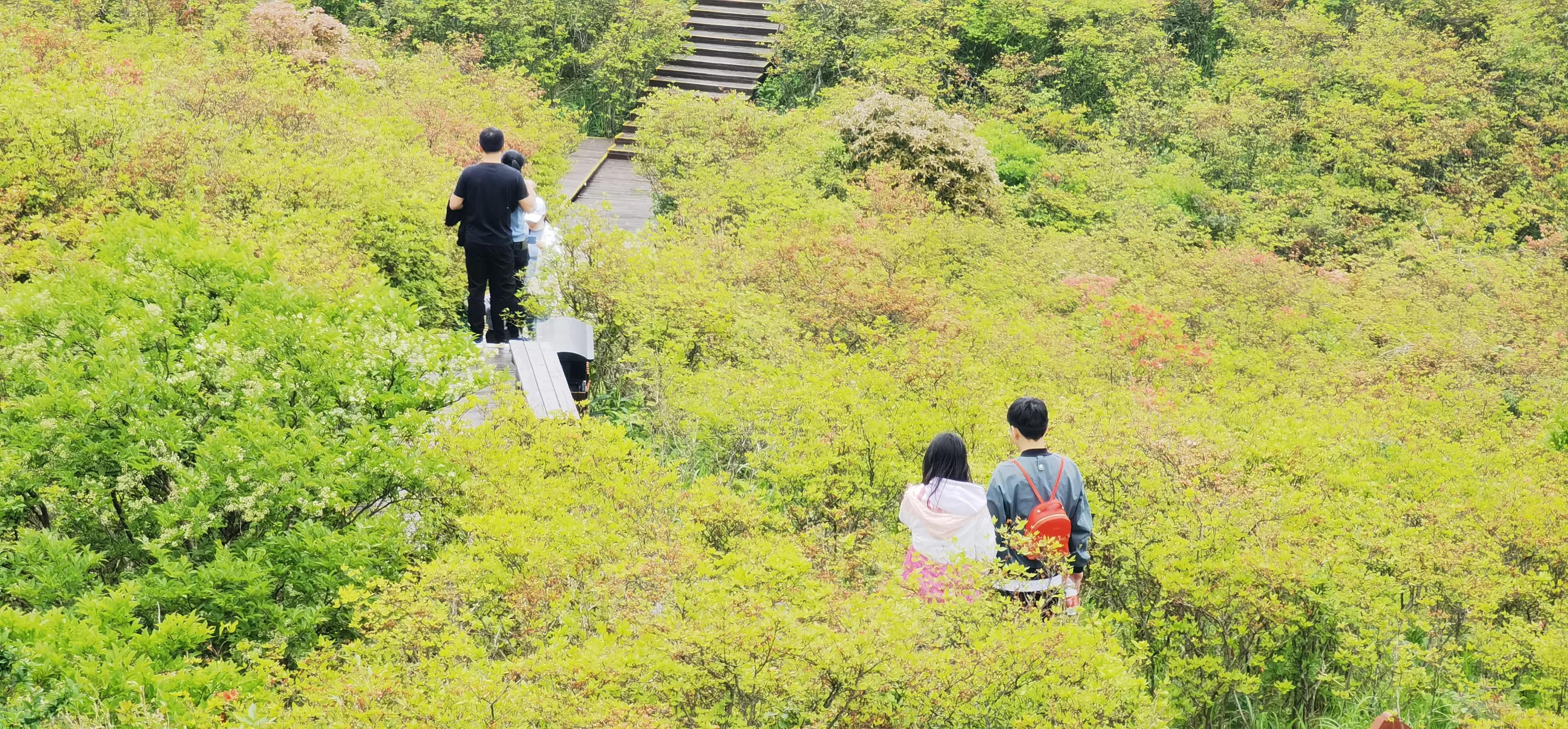 浏阳大围山森林公园浏阳河源头,大围山杜鹃花在哪个景点看