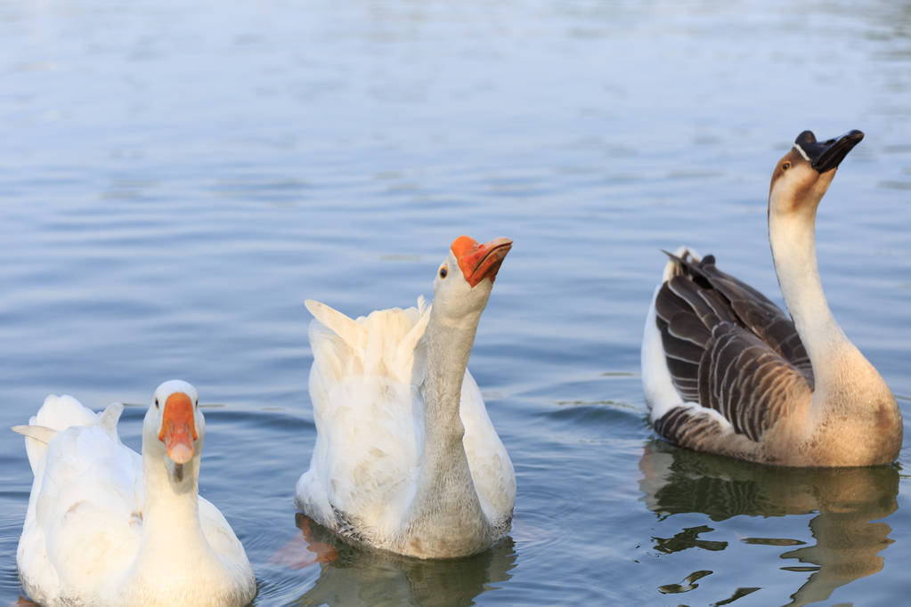 鹅拉稀怎么治疗最快,三十多天鹅拉稀怎么回事