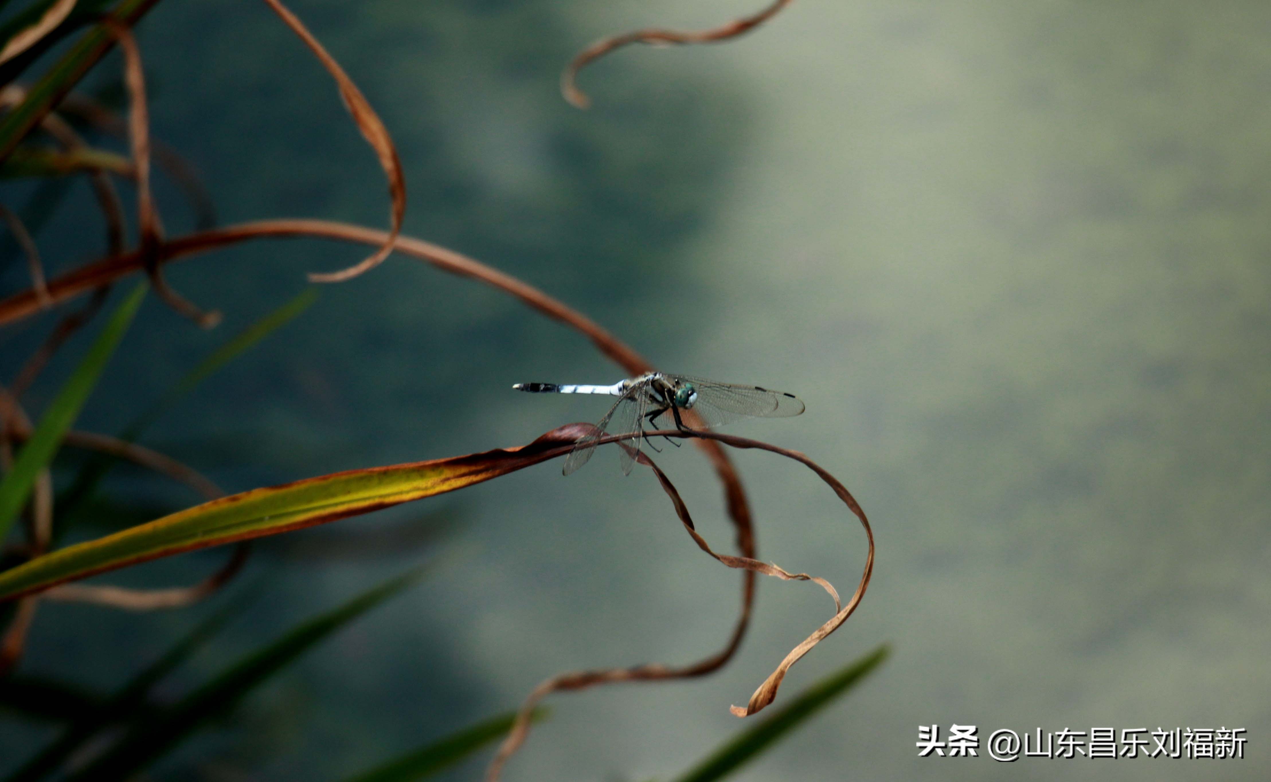 意大利蜻蜓和红蜻蜓,红蜻蜓与台湾红蜻蜓