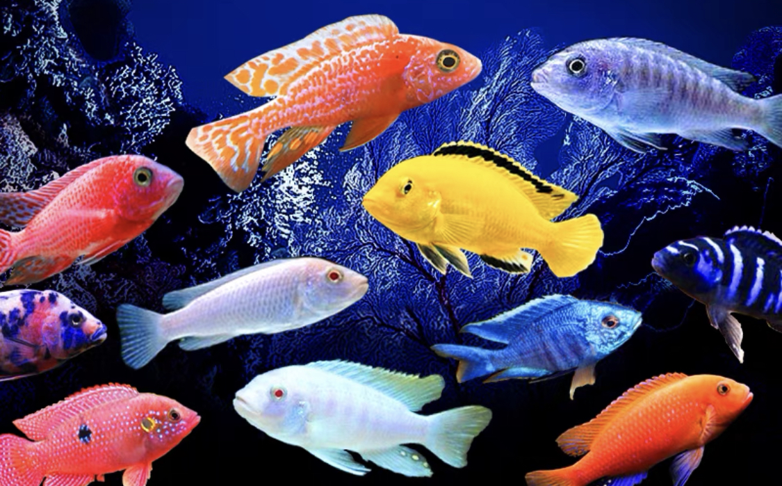 三湖慈鲷萨伊蓝喂食一次喂多少,三湖慈鲷大鱼和小鱼一起如何喂食