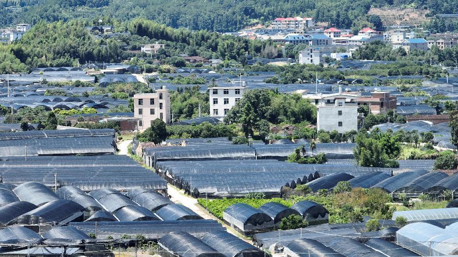 沉浸式体验漫山遍野杜鹃花,探访中国杜鹃花之乡福建永福