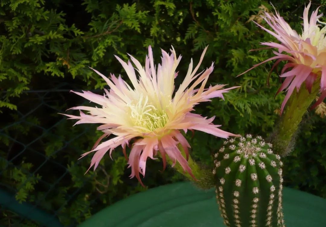 200种·仙人球开花图鉴，大开眼界，美到爆