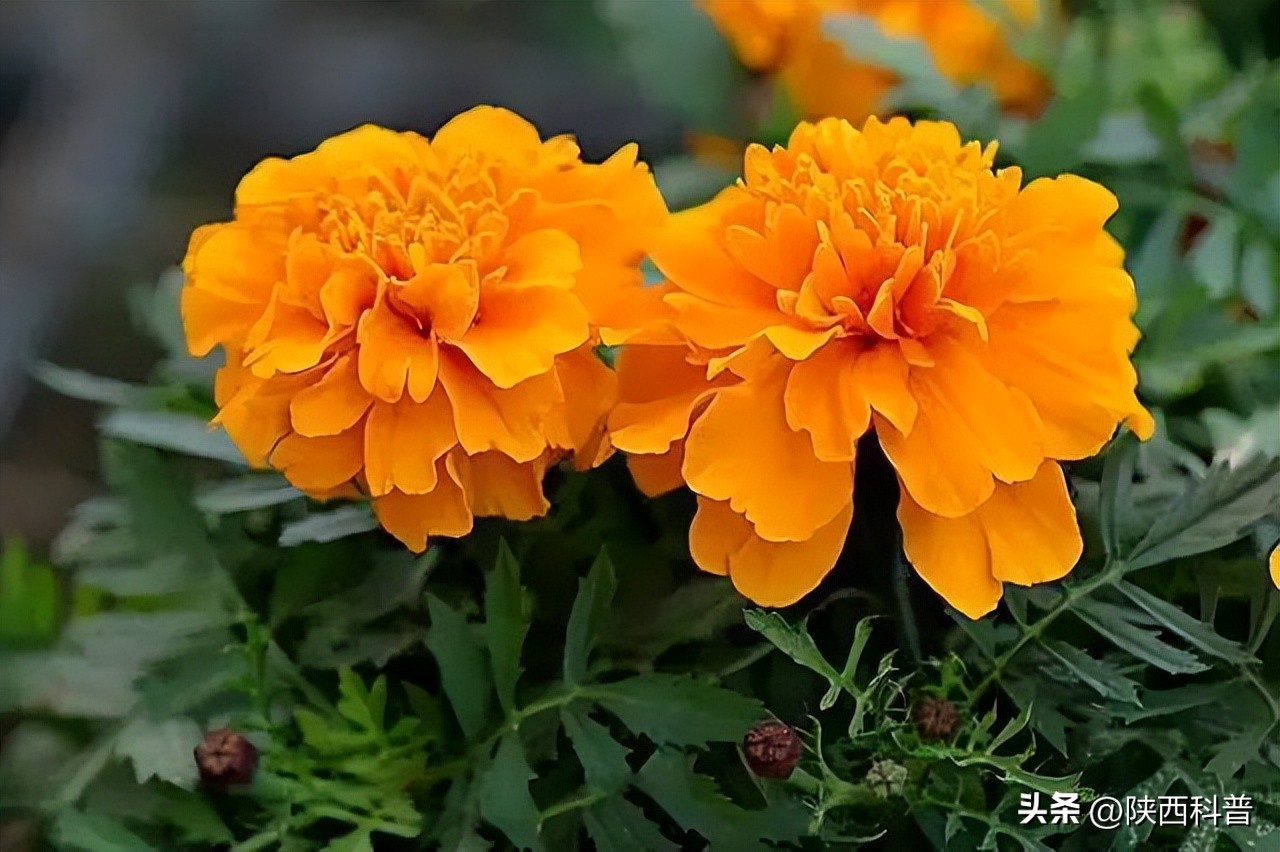 石楠花这么臭为什么要种呢,石楠花为什么种这么多