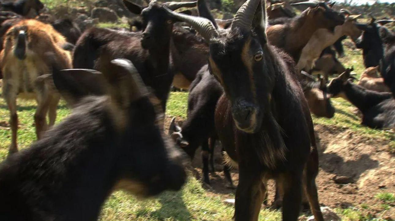 云南惊现怪羊,云南出现黑色怪羊
