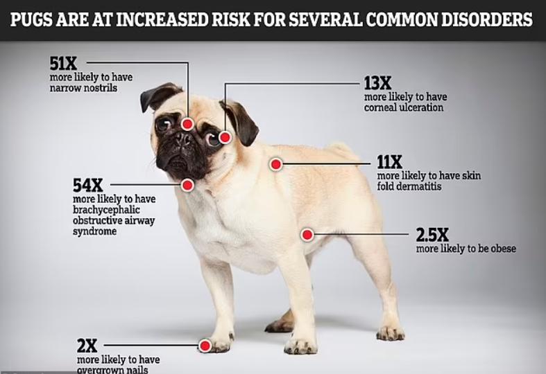 巴哥犬的五大优点和缺点,巴哥犬优点和缺点有哪些