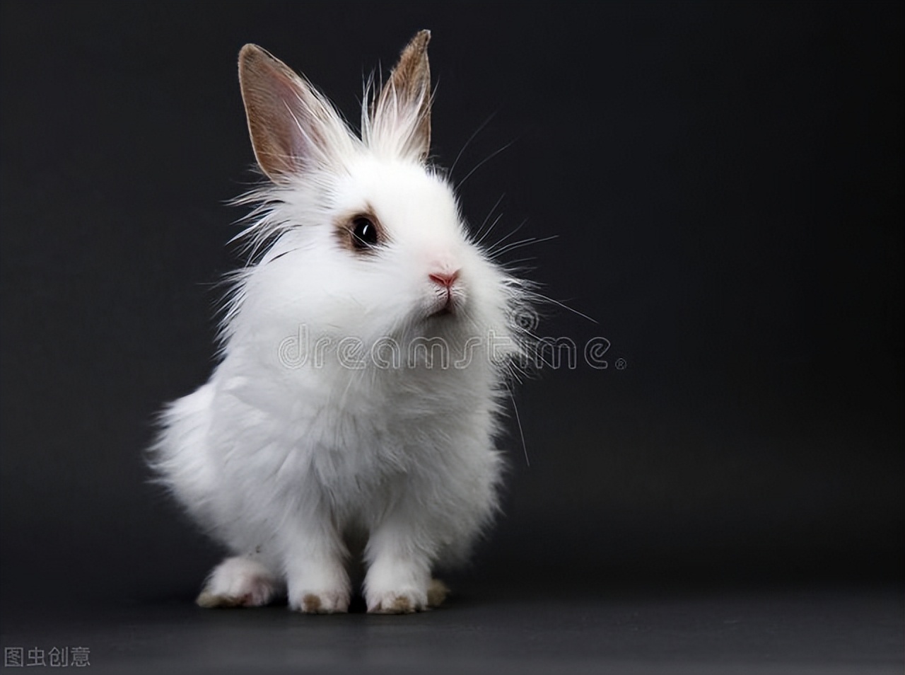 兔妈妈没奶吃什么才有奶,肉兔养殖小兔过多怎么喂奶