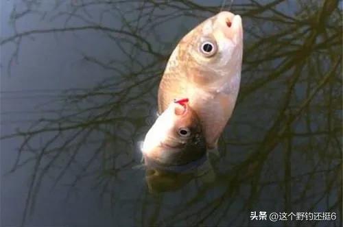 春季有鱼没口怎么办,冬季有鱼不开口怎么解决