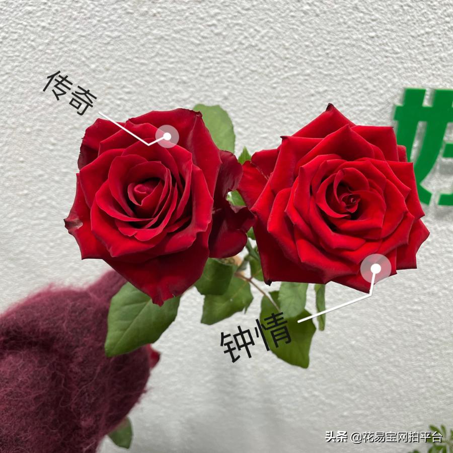 红玫瑰哪种耐放好养活,哪种红玫瑰最好养