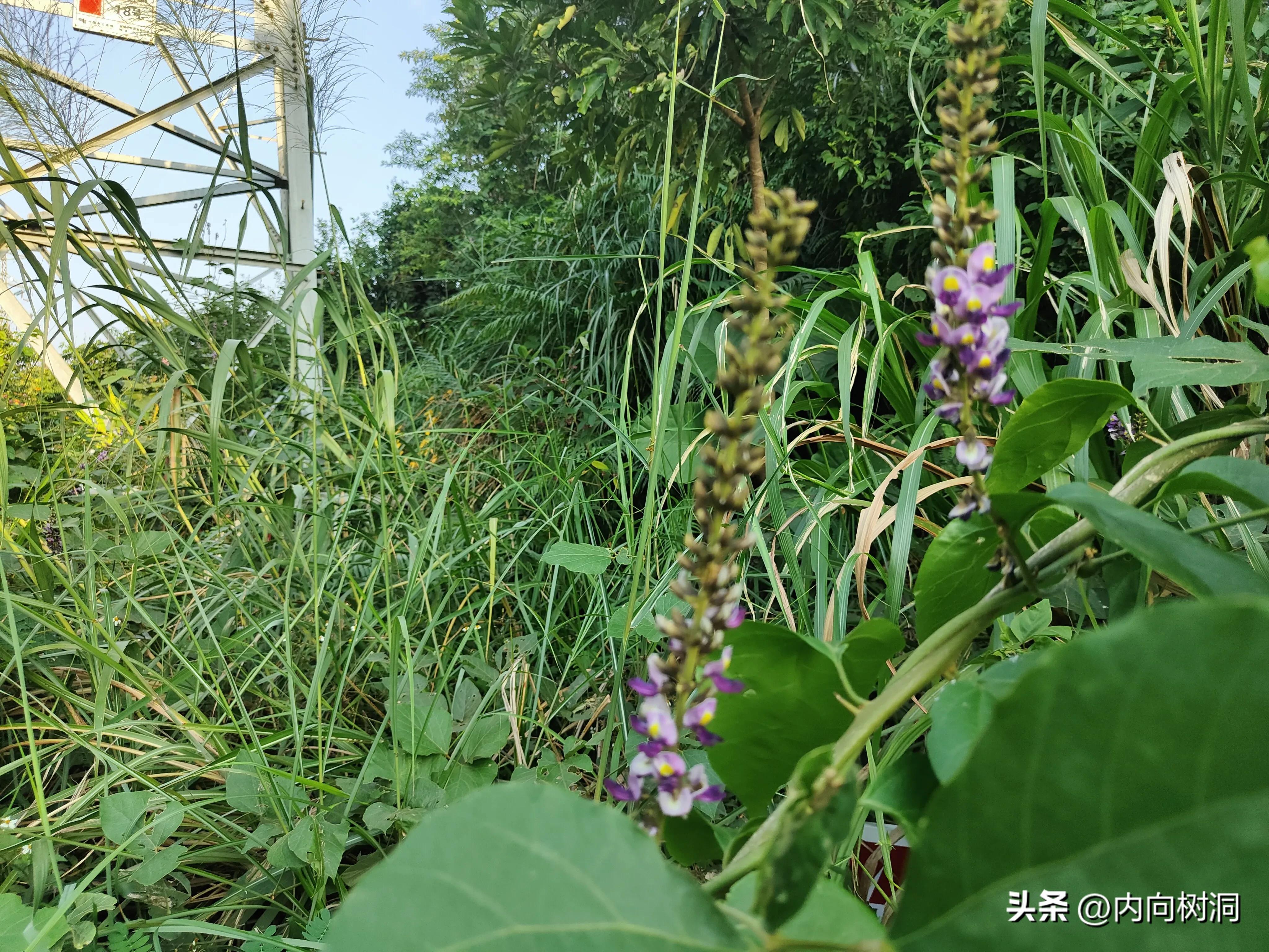 深圳淘金山绿道骑行游玩指南,淘金山特区与求水山
