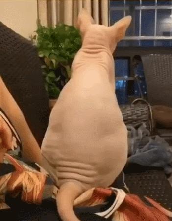 这几种猫最费钱有钱人才养得起,这几种烧钱的猫已被淘汰难养得起