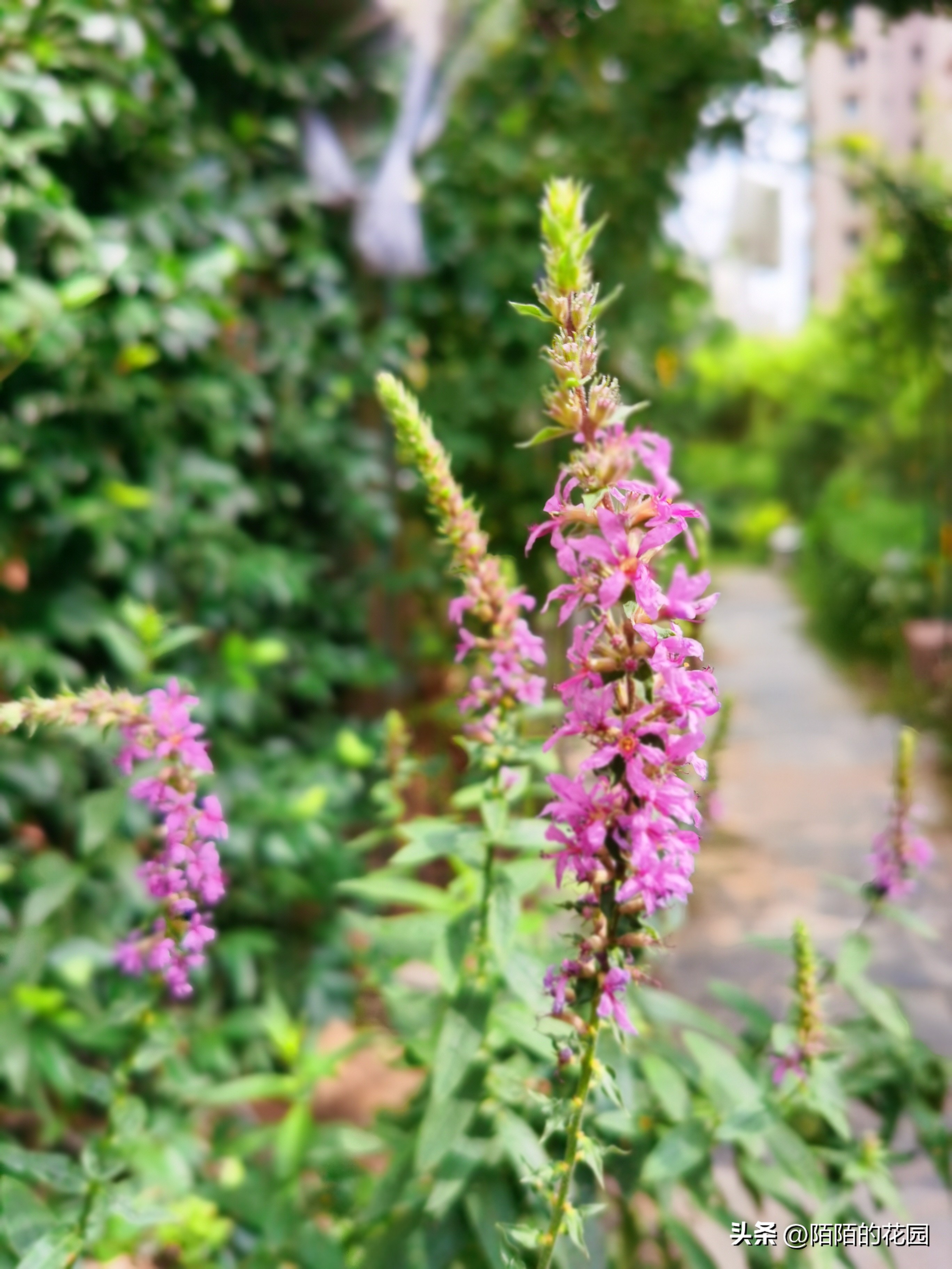 春节开花的庭院花卉,适合四季开花的庭院花卉