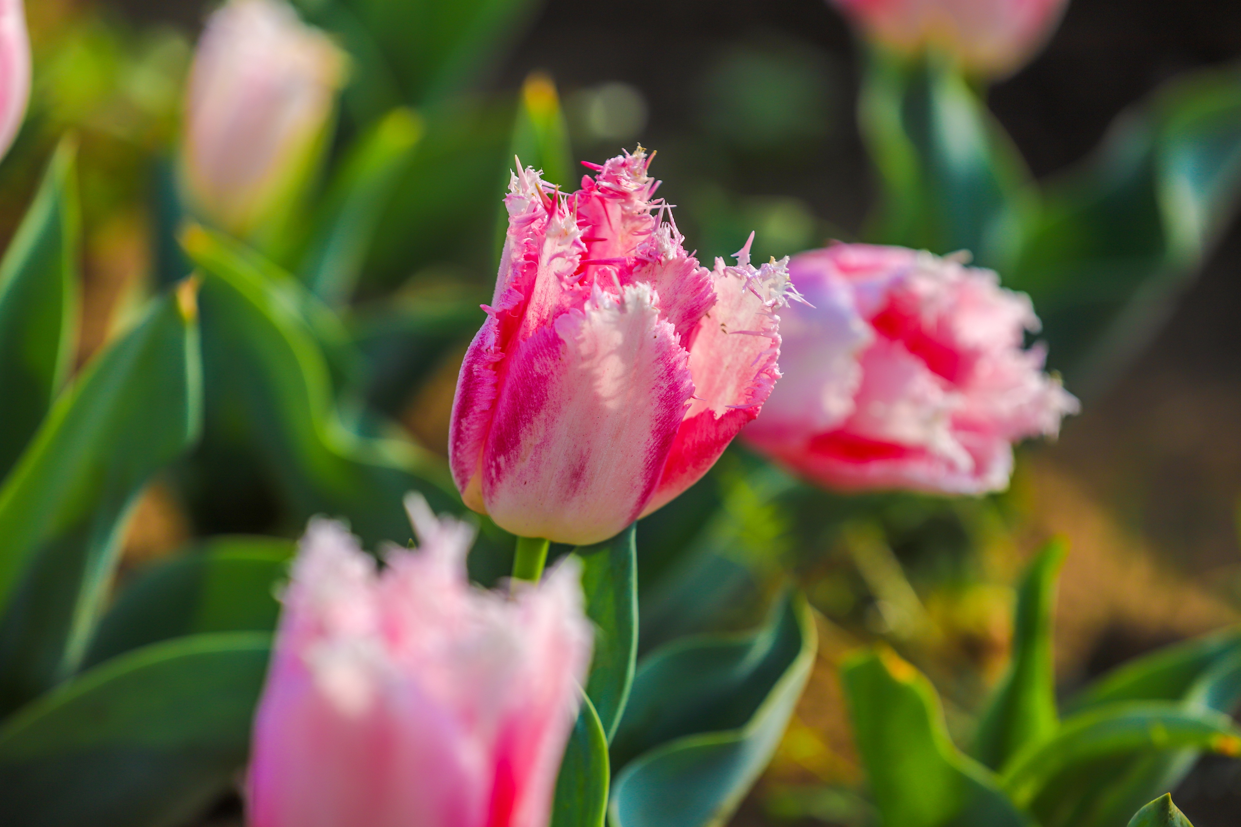 同心花海樱花航拍,踏青赏花邂逅一场浪漫樱花盛宴