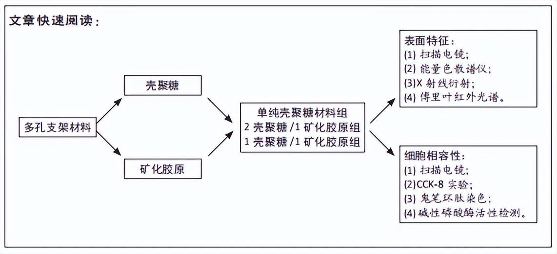 壳聚糖/矿化胶原多孔支架构建及体外成骨分化与生物相容性