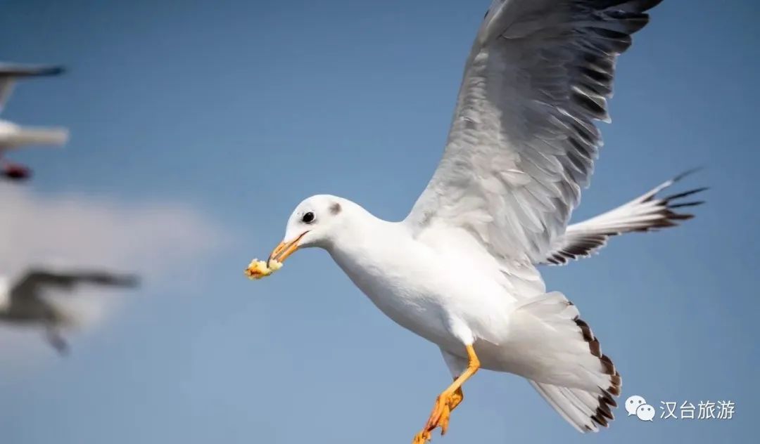 汉中打卡路线,打卡汉中