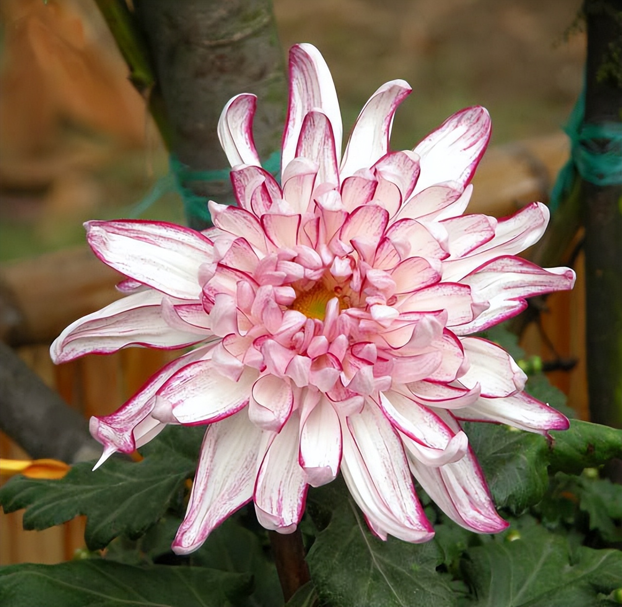 菊花丧葬,丧葬用的菊花是哪种