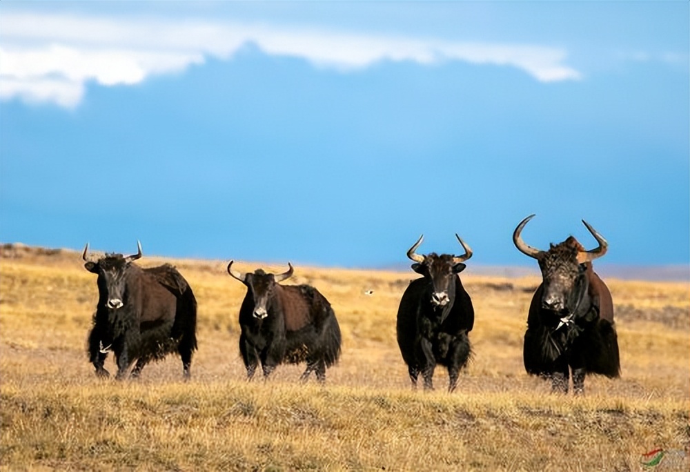 野公驼和家母驼要搞跨属恋爱，牧主却棒打鸳鸯，究竟为什么？